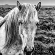 Iceland White Horse Art Print