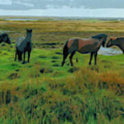 Icelandic Horses Art Print