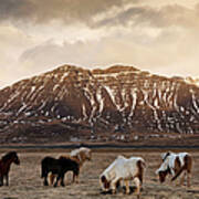 Icelandic Horses In Dramatic Landscape Art Print
