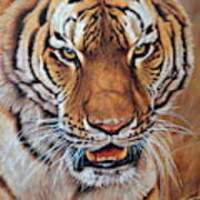I'm No Kitten - Tiger Art Print