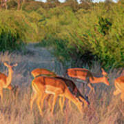 Impalas Of Botswana, Painterly Art Print