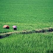 In Rice Fields Art Print