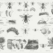 Insects Hymenoptera, Wood Engravings Art Print