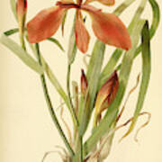 Iris Cuprea Copper Iris. Art Print