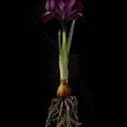 Iris Plant On Black Background, Showing Art Print