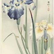Irissen, Ohara Koson, 1900 - 1936 B Art Print