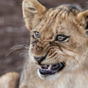 Irritated Lion Cub Art Print