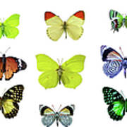 Isolated Butterflies Art Print