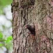 It's A Hole But It's Mine. Common Starling Art Print