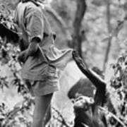 Jane Goodall With A Chimpanzee Art Print
