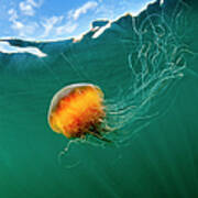 Jellyfish, Alaska Art Print