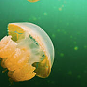 Jellyfish Lake Palau Art Print