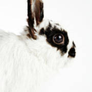 Jersey Wooly Rabbit, Side View, Studio Art Print