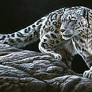 Jp393 Snow Leopard Art Print