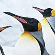 King Penguin Art Print