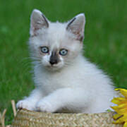 Kitten Sitting In Straw Hat Art Print