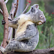 Koala In Tree Art Print