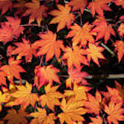 Korean Maple Autumn Leaves Art Print