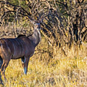 Kudu, Namibia Art Print