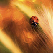 Ladybug In Bokeh Art Print