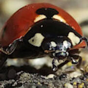 Ladybug Macro Photography Art Print