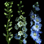 Larkspur From Bud To Flower Art Print