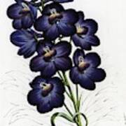 Featured image of post How To Draw A Larkspur Flower 600x900 large image for delphinium carolinianum carolina larkspur usda
