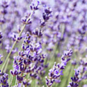 Lavender Field Art Print