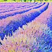 Lavender Fields - 08 Art Print