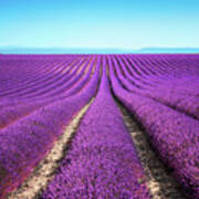 Lavender Flower Blooming Fields Endless Art Print