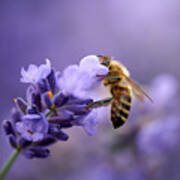 Lavender Lunch... Art Print