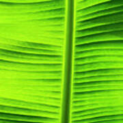 Leaf Texture Viii Art Print