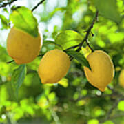 Lemon Fruits In Orchard Art Print