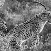 Leopard Sitting Black And White Art Print