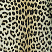 Leopard Skinhide Art Print