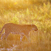 Leopardess In Golden Light Art Print