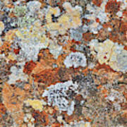 Lichen On Rock Art Print