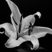 Lily 5750 Bw Art Print