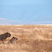 Lion Couple In Ngorongoro Crater Art Print