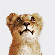 Lion Cub Panthera Leo Against White Art Print