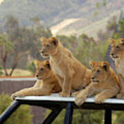 Lion Cubs Waiting For Mom And Dad To Get Back. Art Print