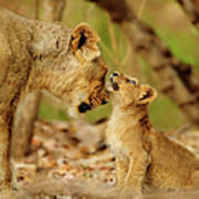 Lioness And Cub Art Print