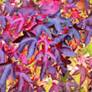 Liquidambar Foliage In Autumn Art Print