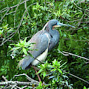 Little Blue Heron Ii Art Print