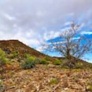 Lone Palo Verde Art Print