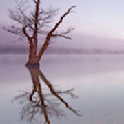 Lone Tree In Still Lake In The Mist At Sunrise Art Print
