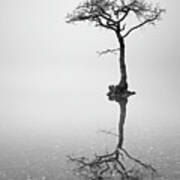 Lone Tree In The Mist Art Print