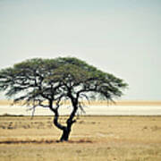 Lonely Acacia Tree In Etosha National Art Print