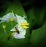 Longhorn Beetle On Horsenettle Flowers Art Print