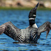 Loon Open Wings Art Print